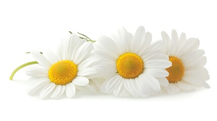 A minimalist arrangement of daisies on a clean white background with room for text generative ai © Photo