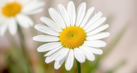 daisy flower closeup