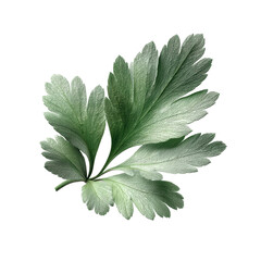 Fototapeta premium Detailed Close-up of a Single Parsley Leaf Against a Green Transparent background