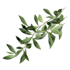 Lush Green Olive Branch with Detailed Leaves on a Green Transparent background