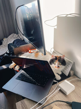 UGC photo of tricolor cat lying on desk at its owner's home office