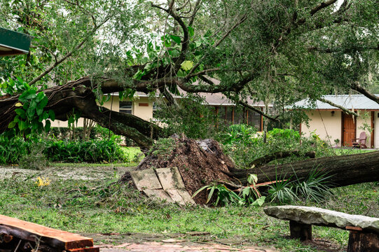 Yard destroyed by hurricane