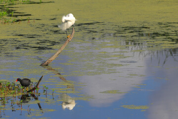 Lone egret perched over reflective wetland. 