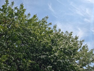 Fototapeta premium Clear sky and fresh flowers and trees