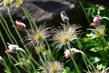 オキナグサの綿毛