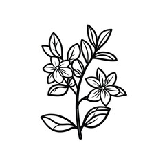 Outlined Flower Branch with FivePetaled Blooms and Leaves White Background