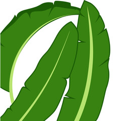 Banana Leaf Vector