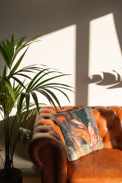 Cushion on leather couch in sunlight