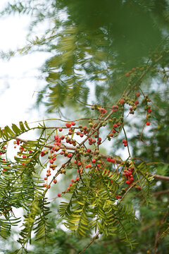 Closeup of wild fruits on a tree