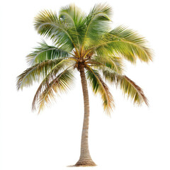 Fototapeta premium Tropical palm tree against white background. Healthy, lush foliage. Tall, slender trunk