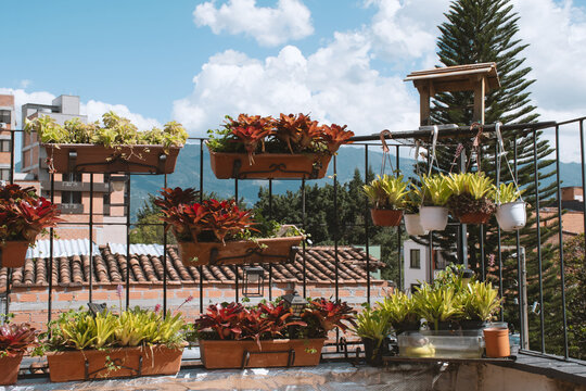 Fence with hanging plants
