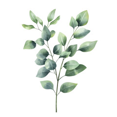 Watercolor Painting of Eucalyptus Branch with Green Leaves on Dark Green Transparent background