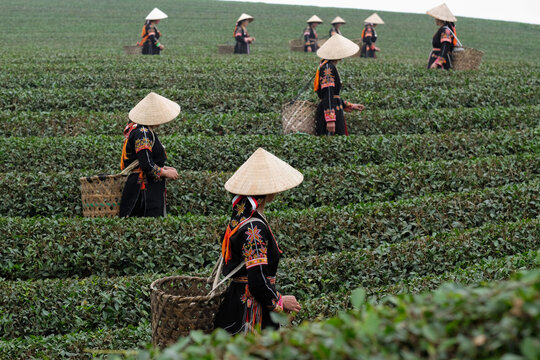 Endless Green Tea Fields of Tac Ba
