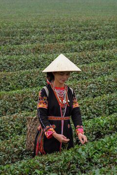  Harvesting Tea Leaves in Traditional Fashion