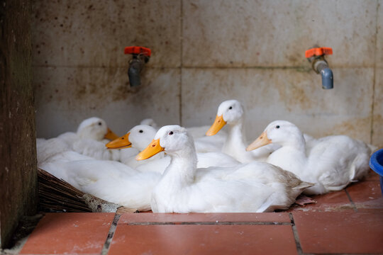 Ducks Resting Near a Water Tap