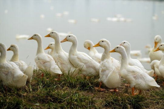 Ducks Roaming Freely on a Farm
