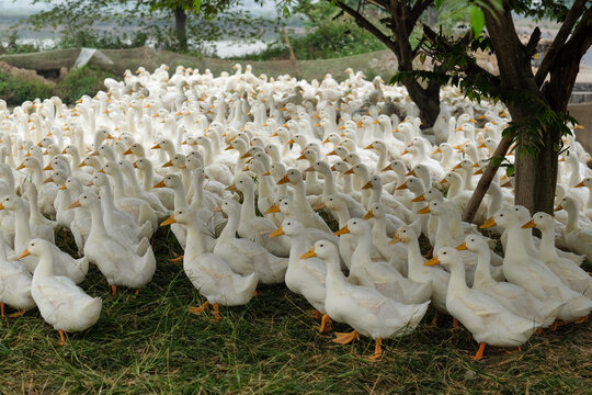 Large Flock of Ducks by the lake 