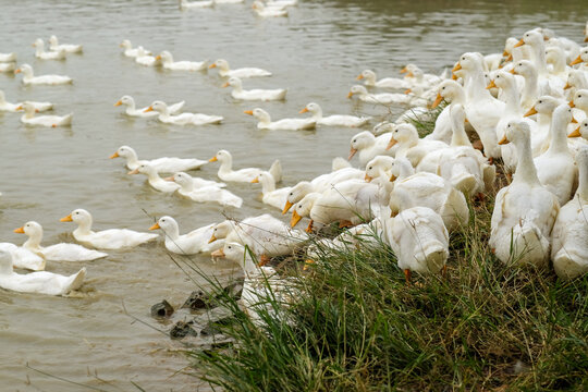 Large Flock of Ducks by the lake 