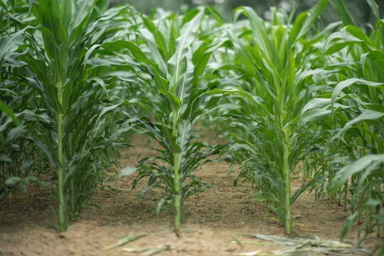Fresh Corn field