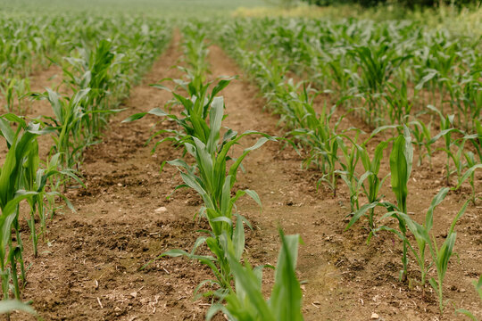 Fresh Corn field