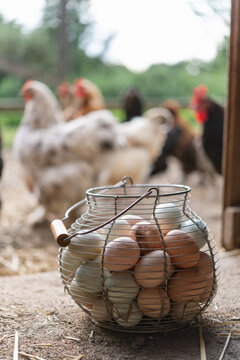 Farm fresh eggs