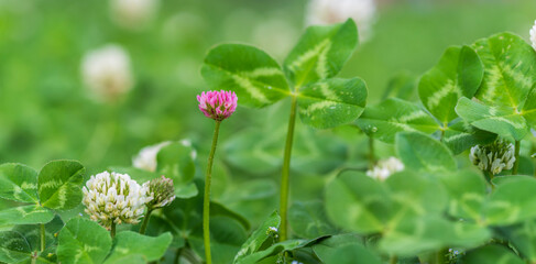 red clover in white clover.