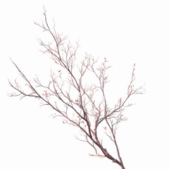 Obraz premium Dried Coral Branch on Dark Textured Transparent background