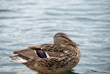 duck on the water