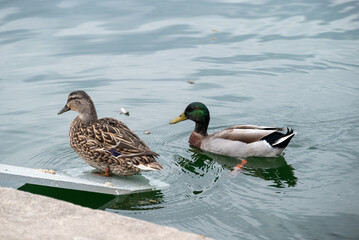 ducks on the lake
