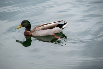 duck on the water