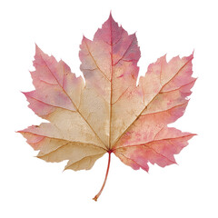 Obraz premium Single Delicate Autumn Maple Leaf Isolated on Green Transparent background