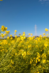 青空と菜の花畑