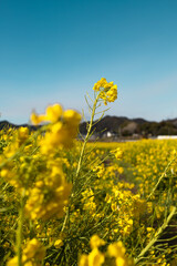 青空となの花畑