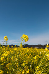 青い空と黄色い菜の花畑