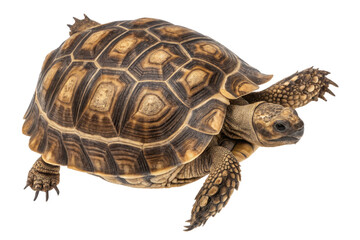Obraz premium Close-Up View of a Beautiful Tortoise with Unique Shell Patterns
