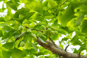 鳥飼八幡宮　表参道沿いの息吹の大銀杏