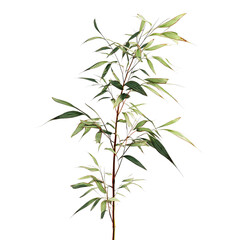 Fototapeta premium Lush Green Bamboo Plant Isolated on White Transparent background