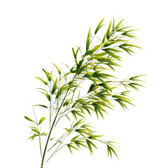 Fototapeta premium Lush Green Bamboo Branch Isolated on Green Transparent background