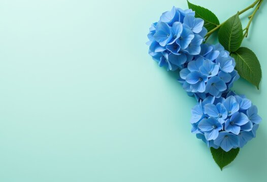Blue hydrangea flowers on pastel green background with copy space
 - Powered by Adobe