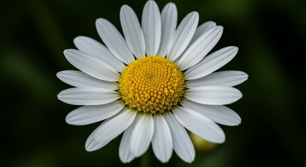 Obraz premium Radiant daisy unfolds amidst shadowed greens