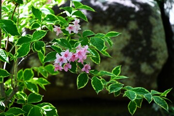 Japanese weigela (Weigela hortensis) flowers. Caprifoliaceae deciduous tree. Funnel-shaped pale pink flowers bloom in corymbs in early summer.
