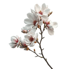 Obraz premium Delicate Magnolia Blossom Branch Against a Green Transparent background