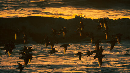 Ruddy Turnstone Sunrise
