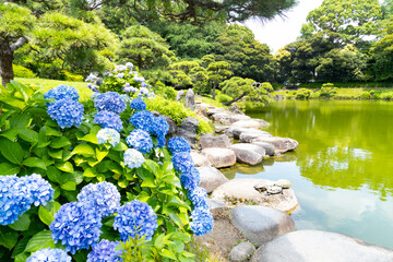 初夏の清澄庭園　磯渡り