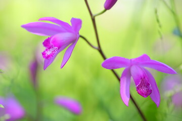 pink flowers in the garden