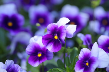 violet pansy flowers closeup