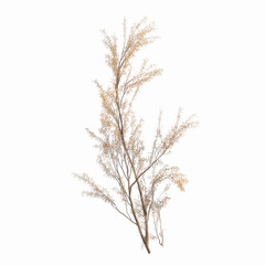 Delicate Dried Branch of Beige and Brown Plant Against a Grey Transparent background