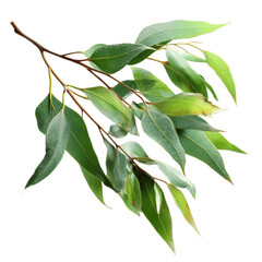 Fototapeta premium Dew-Kissed Eucalyptus Branch Aromatic Green Leaves for Natural Wellness and Design