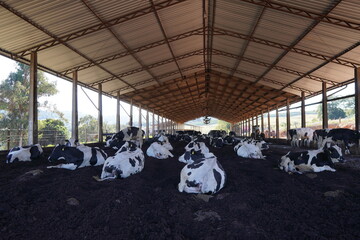 cows in a farm