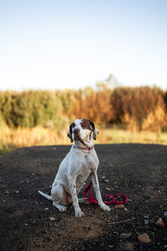 Dog Sitting in Nature with Leash Hanging from Neck